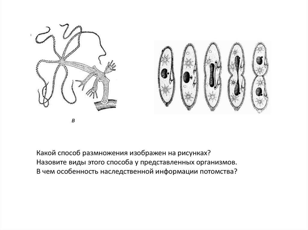 Размножение низших