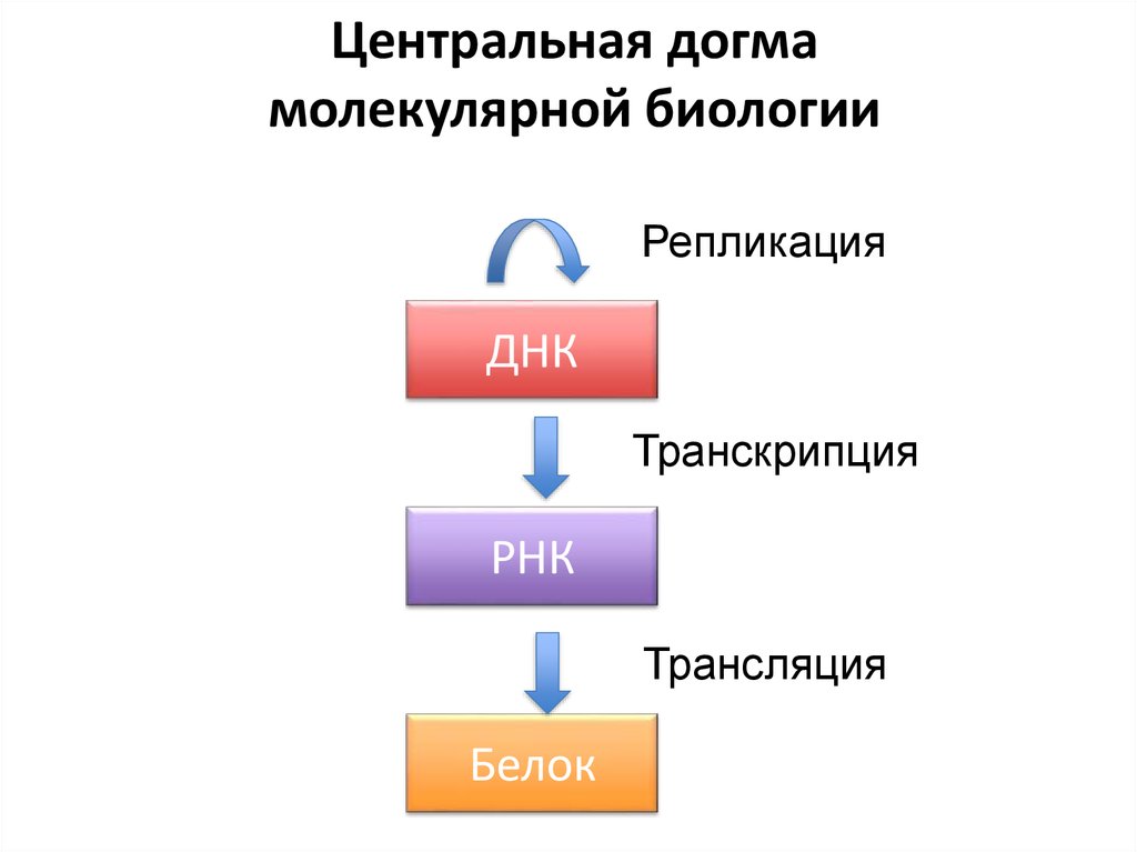 Центральная догма молекулярной биологии