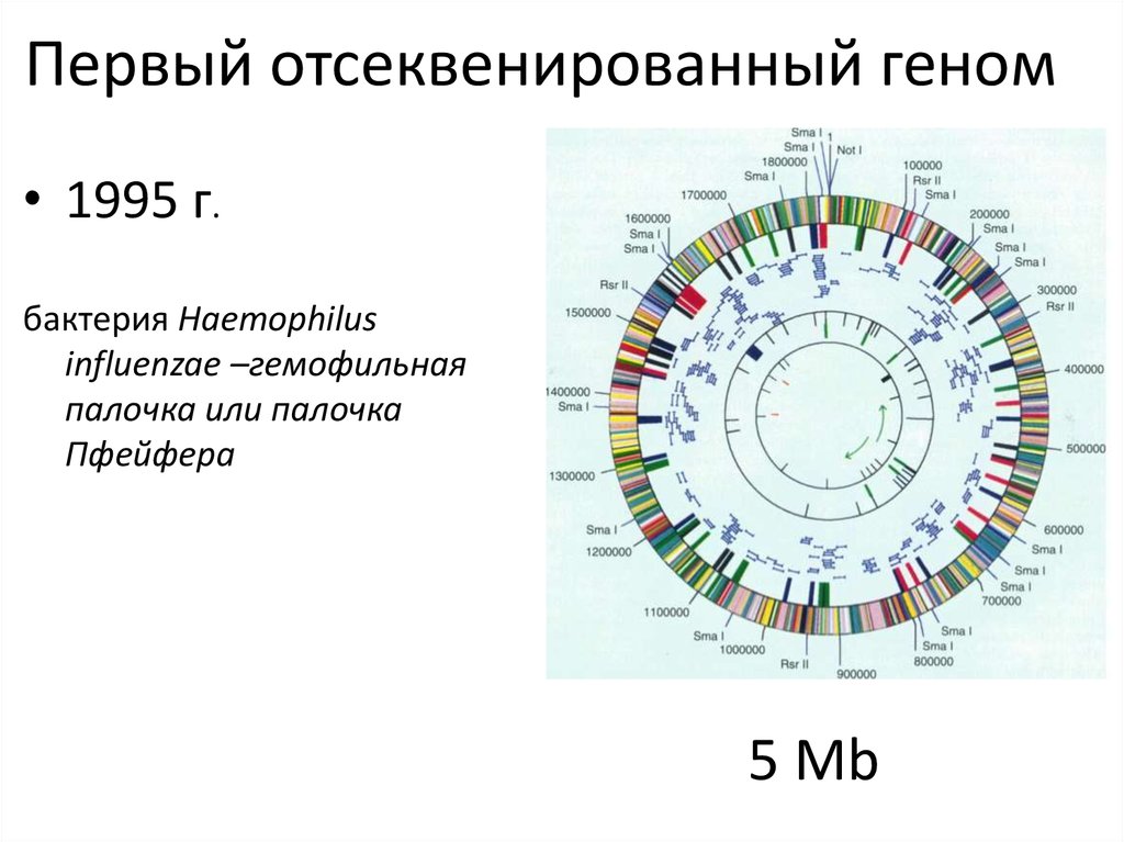 Организация и эволюция ядерного генома презентация