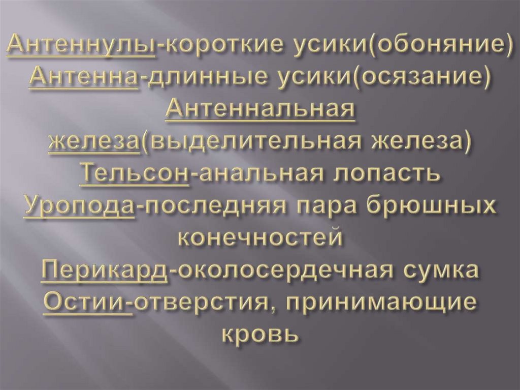 Антеннулы-короткие усики(обоняние) Антенна-длинные усики(осязание) Антеннальная железа(выделительная железа) Тельсон-анальная