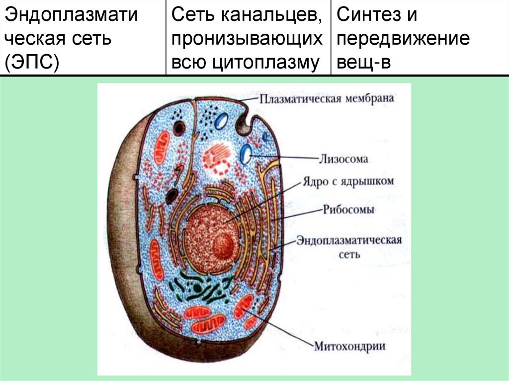 Какие свойства живых организмов иллюстрирует рисунок