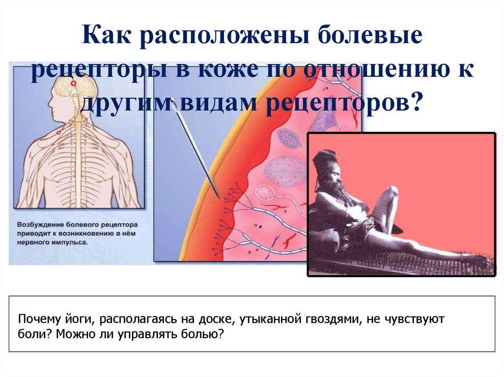 Болевые рецепторы. Болевые рецепторы расположены. Болевые рецепторы функции. Болевые рецепторы располагаются в коже.