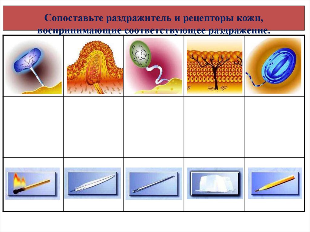 Соотнеси структуры и слои кожи с номерами под которыми они обозначены на рисунке