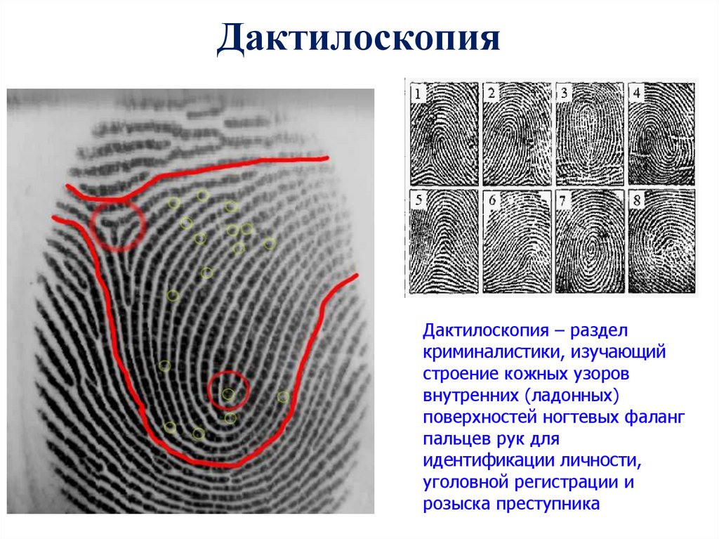 Строение папиллярного узора. Зоны папиллярного узора. Дактилоскопия криминалистика. Дактилоскопия пальцев рук. Дактилоскопия строение узоров.