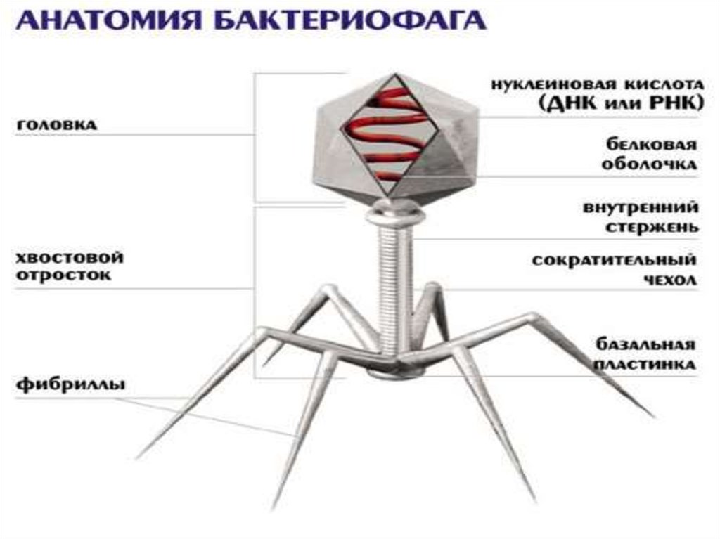 Наследственный аппарат бактериофага. Хвостовой отросток бактериофага. Колипротеиновый бактериофаг. Строение бактериофага. Вирус бактериофаг.