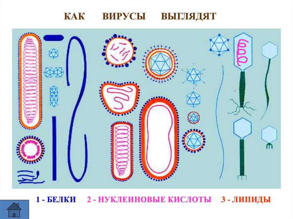 Нуклеиновые формы жизни. Вирусы биология. Как выглядят вирусы. Вирусы картинки по биологии. Как выглядят вирусы по биологии.