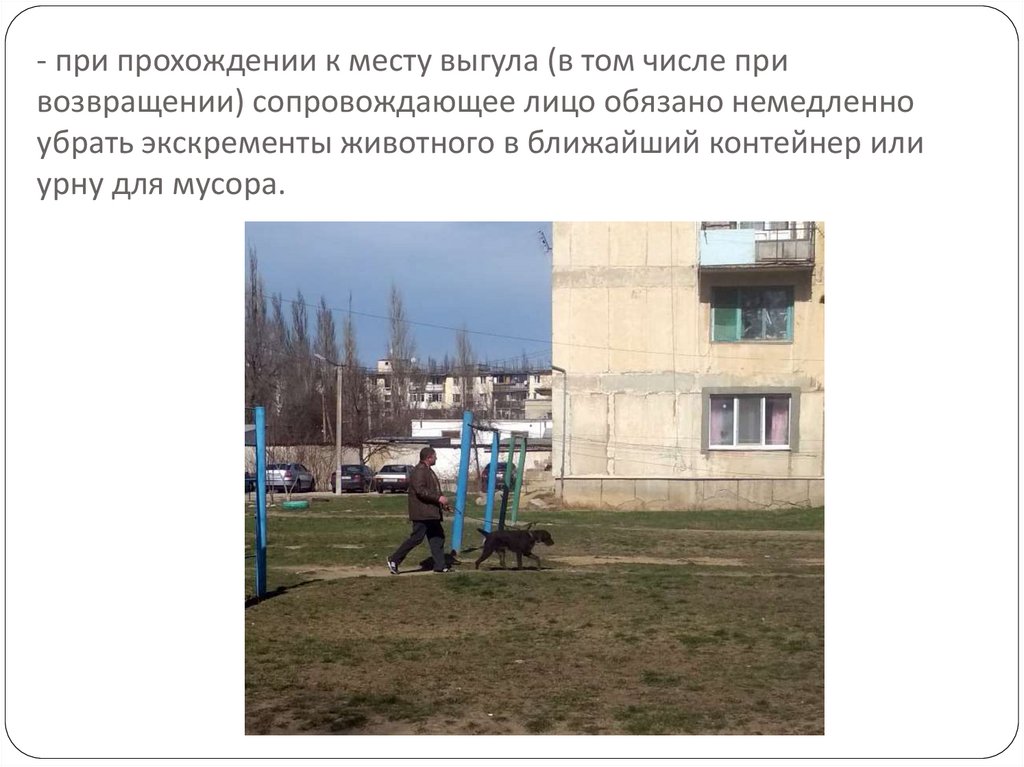 - при прохождении к месту выгула (в том числе при возвращении) сопровождающее лицо обязано немедленно убрать экскременты
