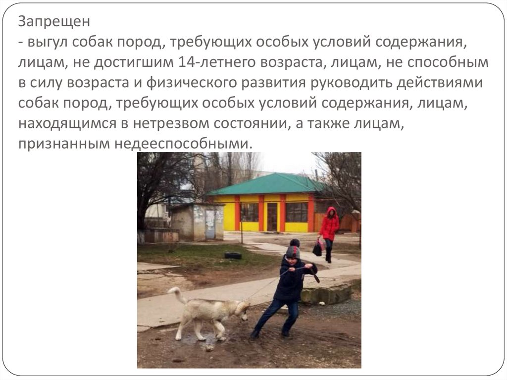 Запрещен - выгул собак пород, требующих особых условий содержания, лицам, не достигшим 14-летнего возраста, лицам, не способным