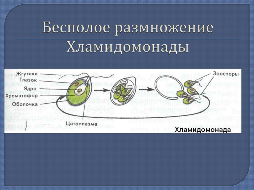 Схема размножения хламидомонады биология 5 класс - 95 фото