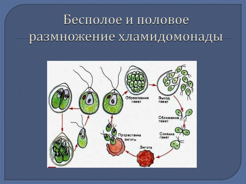 Бесполое размножение происходит с помощью б. Вегетативное размножение хламидомонады. Цикл размножения хламидомонады. Размножение одноклеточных водорослей хламидомонада. Строение и жизненный цикл хламидомонады.
