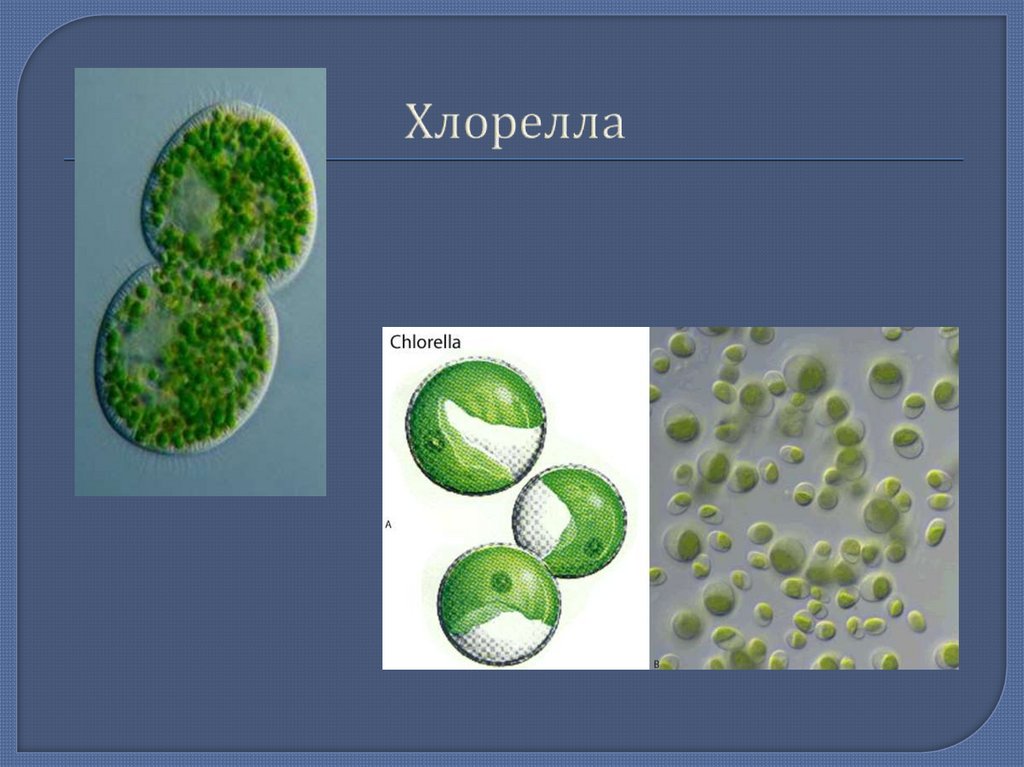 Хлорелла относится к водорослям. Одноклеточная водоросль хлорелла. Циста хлореллы. Зеленые водоросли хлорелла. Одноклеточные растения хлорелла.
