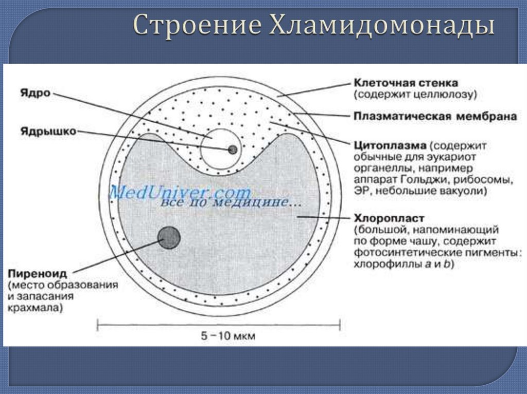 Хлорелла рисунок с подписями