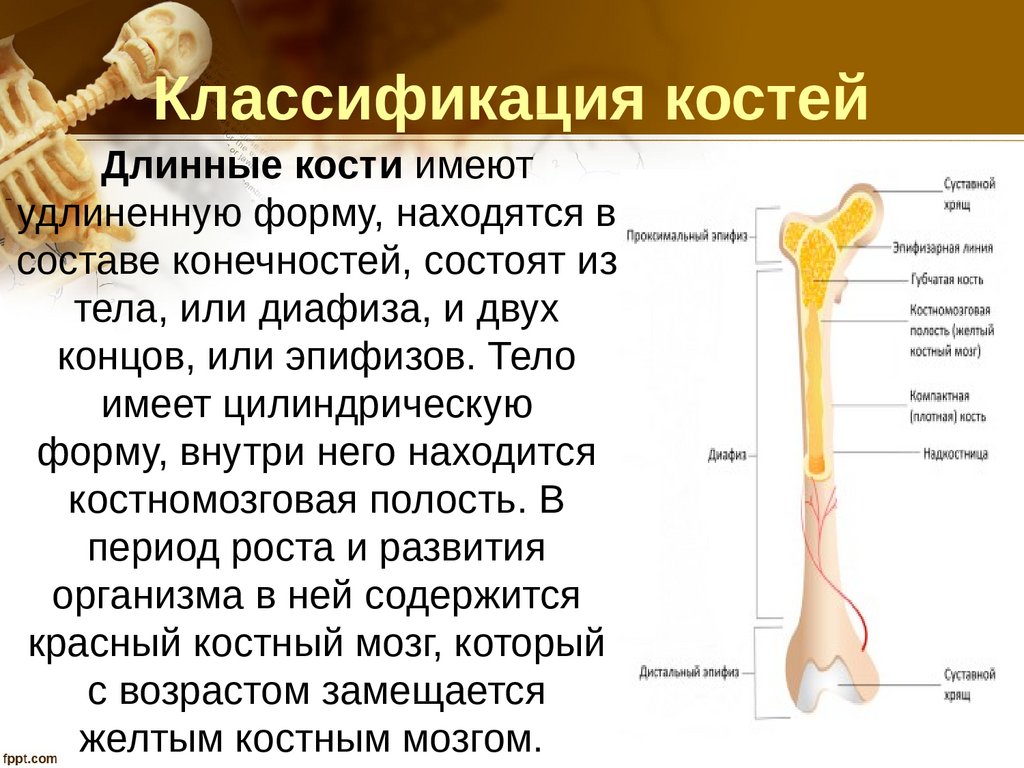 Назовите длинные кости. Длинные кости. Диафизы трубчатых костей. Длинная кость состоит из диафиза тела и -х. Строение кости диафиз эпифиз.