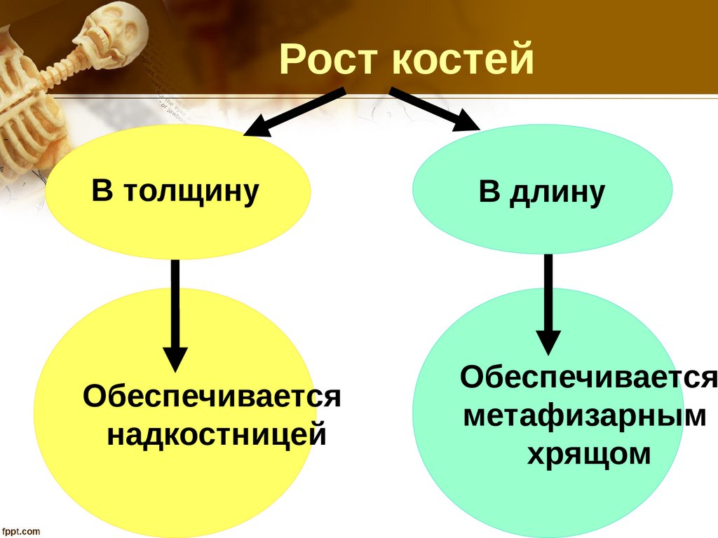 Репаративный остеогенез презентация