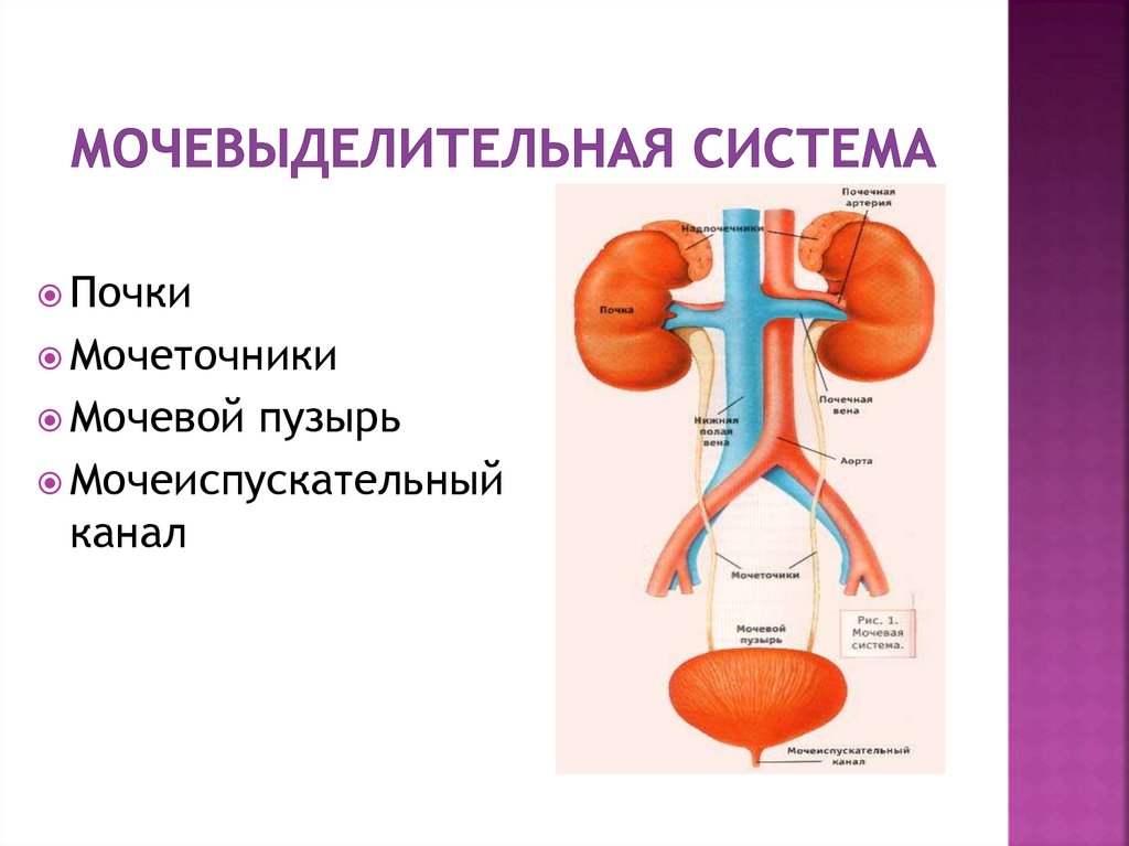 Функция мочевых органов. Анатомия мочевыделительной системы презентация. Строение мочевыделительной системы человека. Выделительная система человека анатомия. Вывод строение мочевыделительной системы.