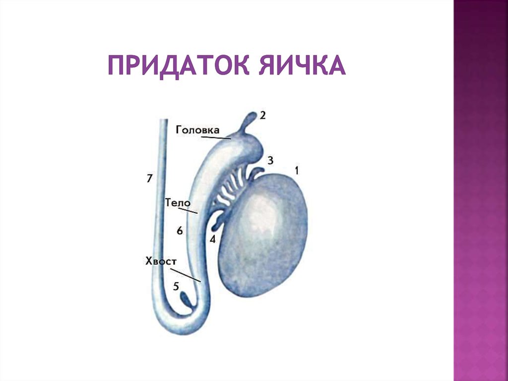 Схема мужских яиц