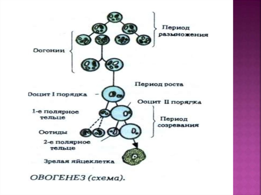 Ооциты качество. Овогенез оогоний. Овогенез анатомия. Ооцит второго порядка. Ооциты первого порядка.