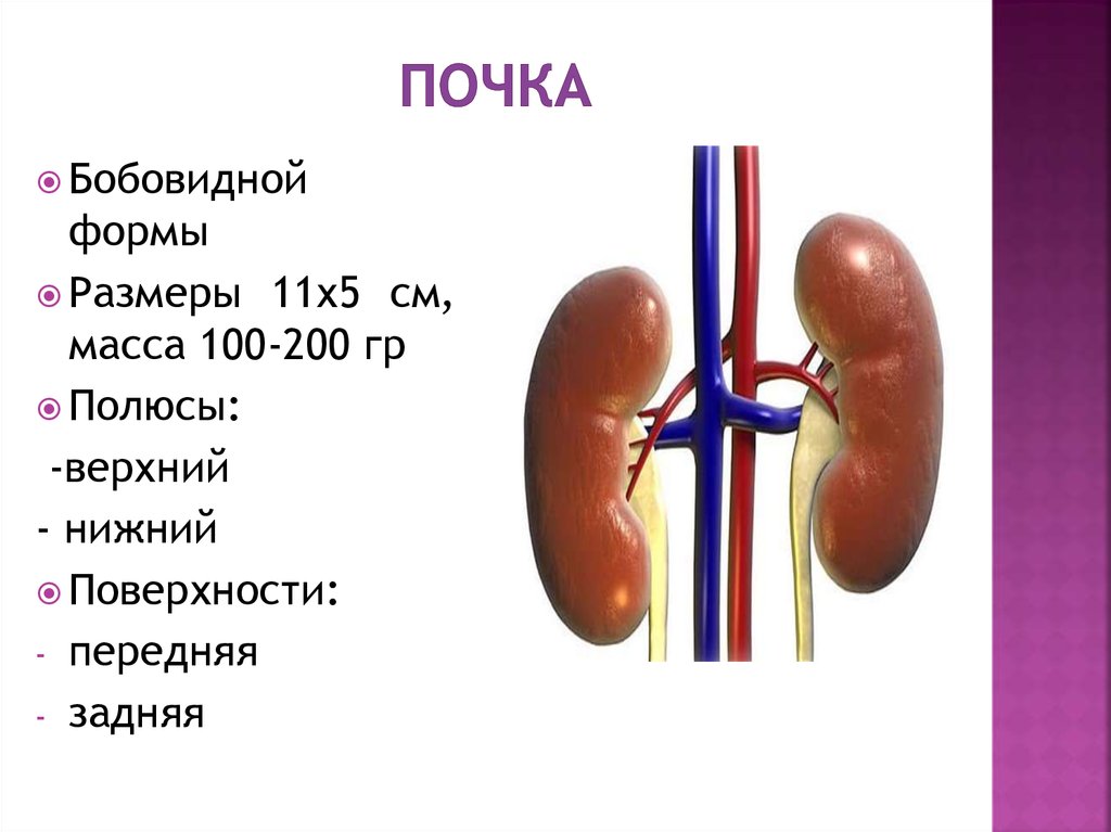 Почки парные органы бобовидной формы