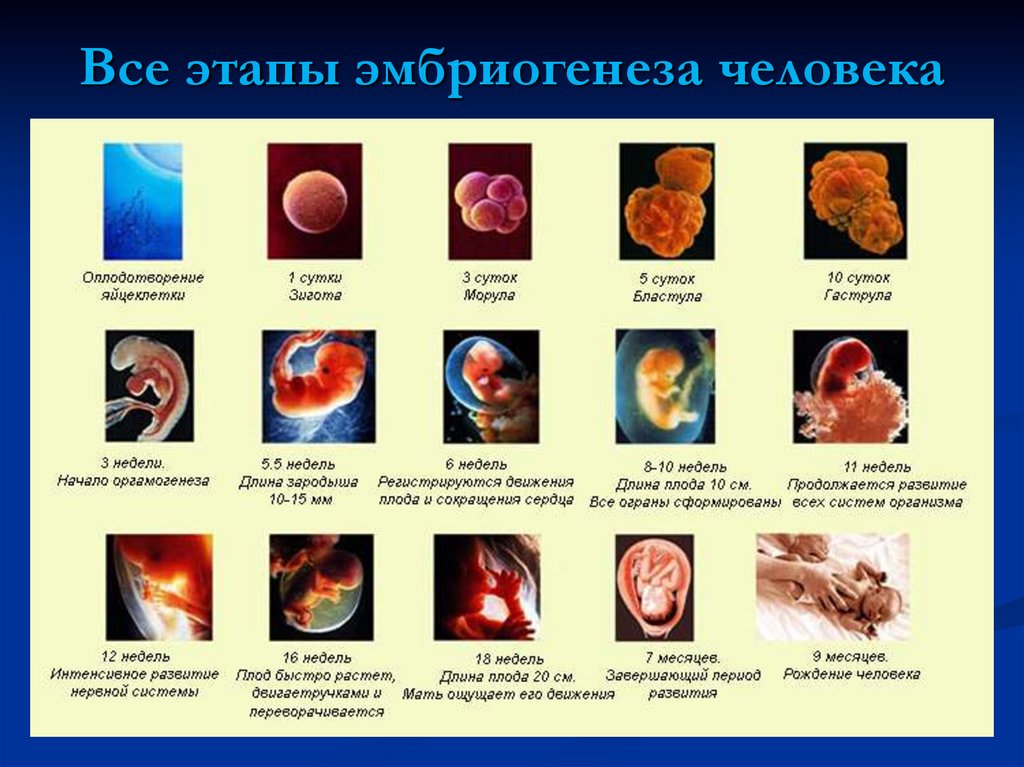 Понятия период онтогенеза. Формирование зародыша эмбриогенез. Основные процессы начального периода эмбрионального развития. Периодизациямбриогенеза. Критически период эмбрионального развития человека.