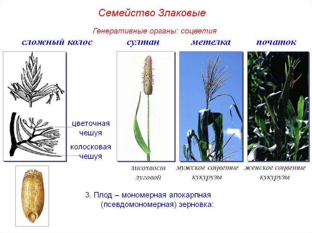 Генеративный плод. Однодольные семейство злаковые соцветие. Семейство злаковые соцветие сложный Колос. Семейство злаковые генеративные органы. Генеративные органы злаковых схема.