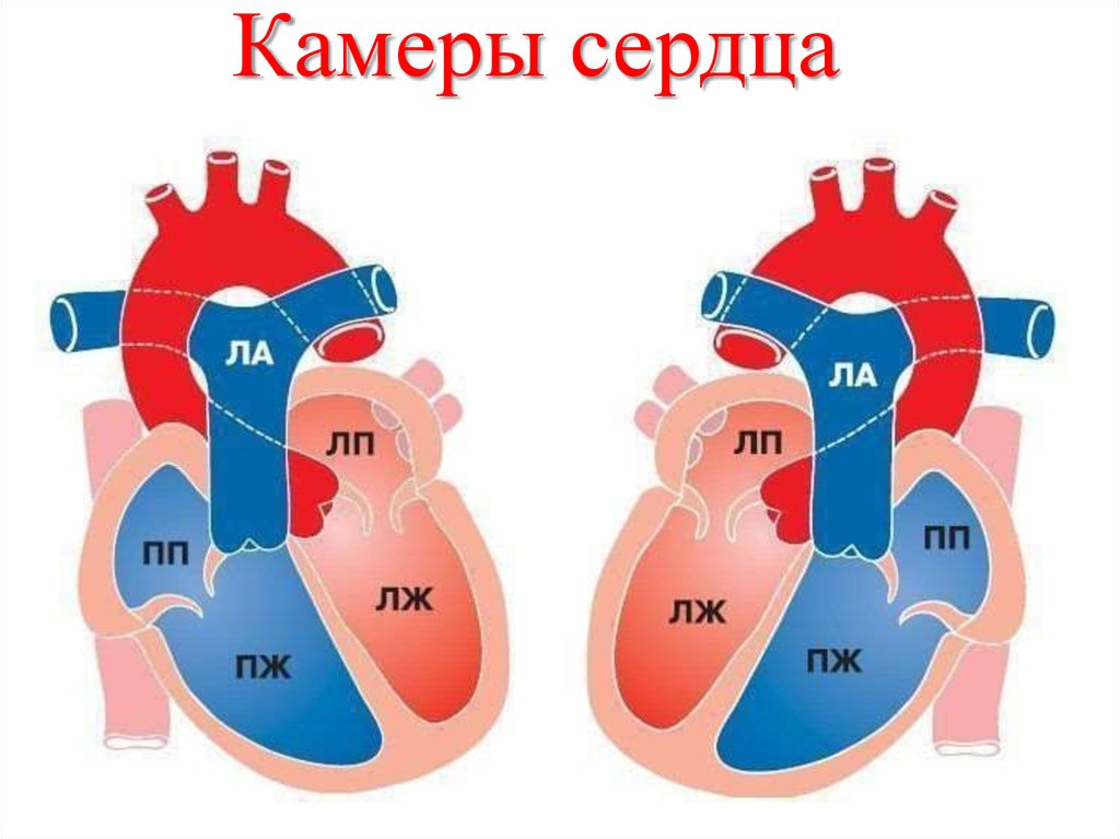 Насколько сердце. Камеры сердца. Камерное сердце. Камеры сердца человека. Строение камер сердца.