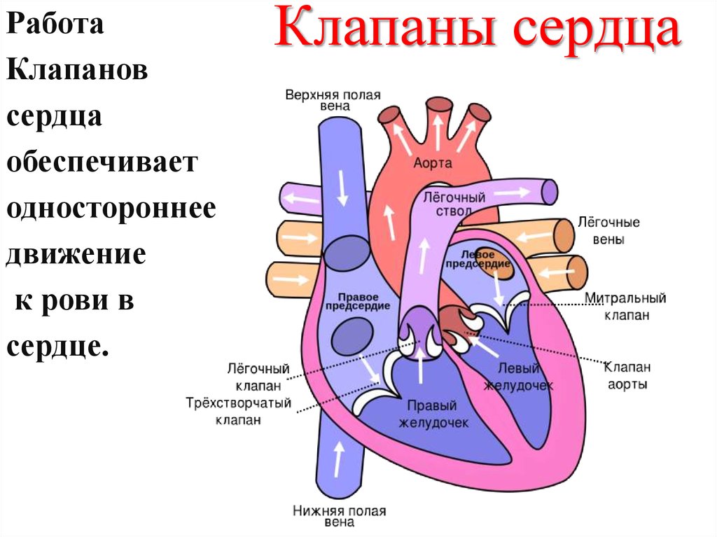 Левый клапан сердца