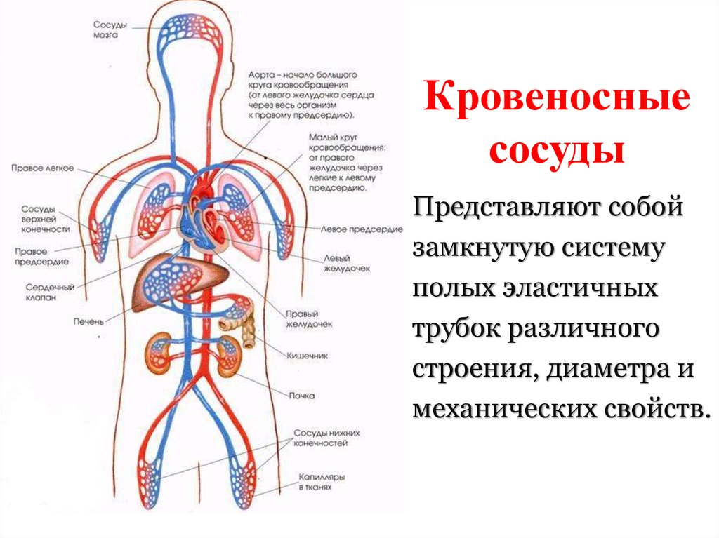 Схема кровеносной системы человека рисунок с подписями