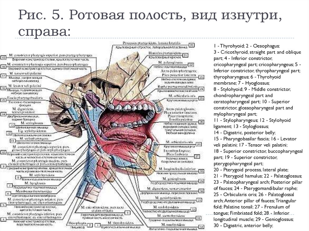 Анатомия ротоглотки в картинках