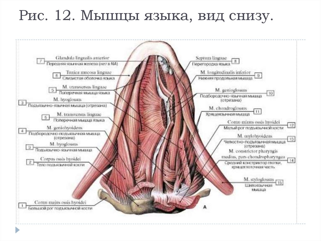 Снизу и на верхних. Мышцы языка анатомия вид снизу. Строение языка у человека анатомия снизу. Язык анатомия строение снизу. Язык его части, собственные и скелетные мышцы,.