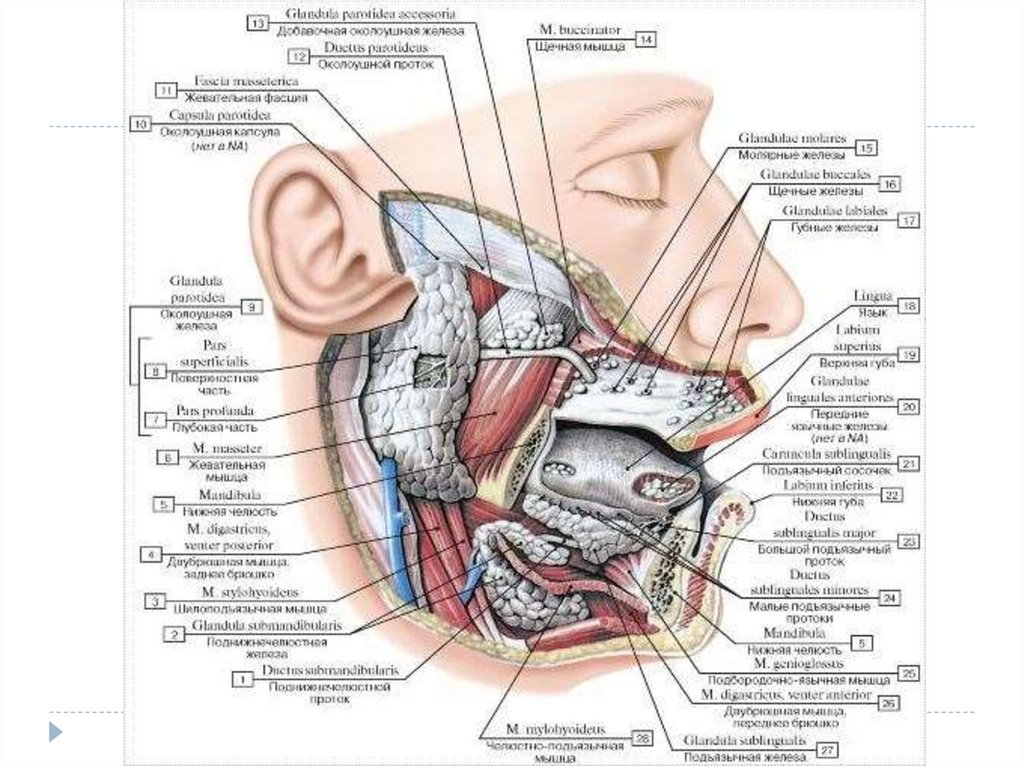 Где находится слюнная железа у человека рисунок