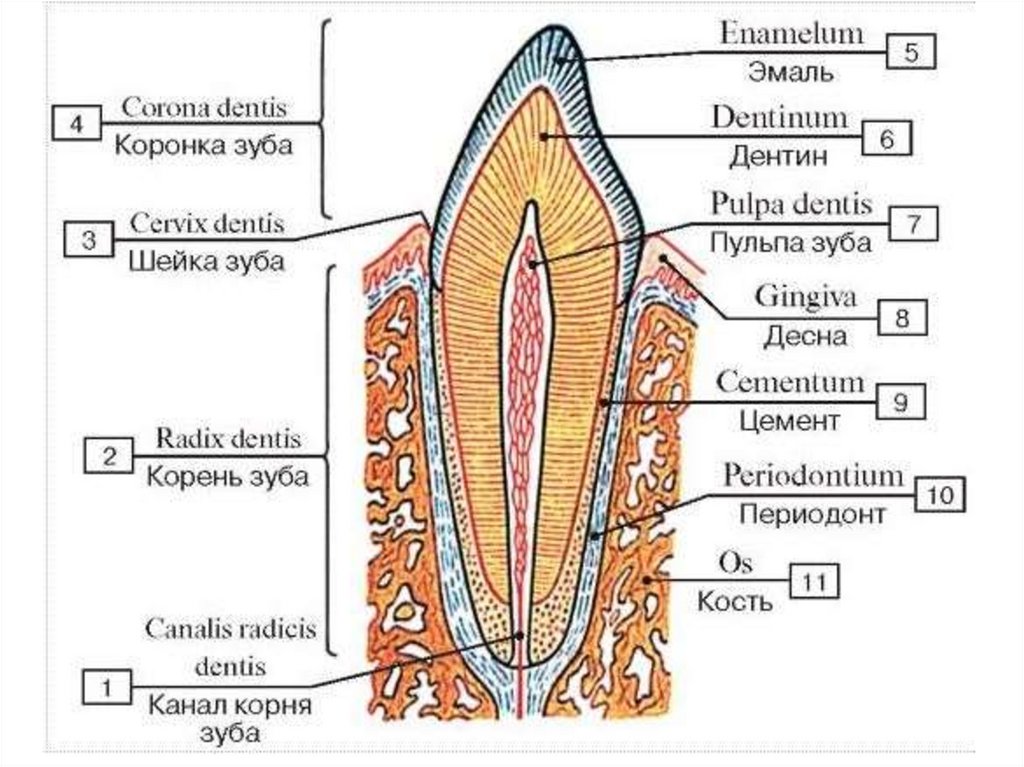 Части зуба человека схема