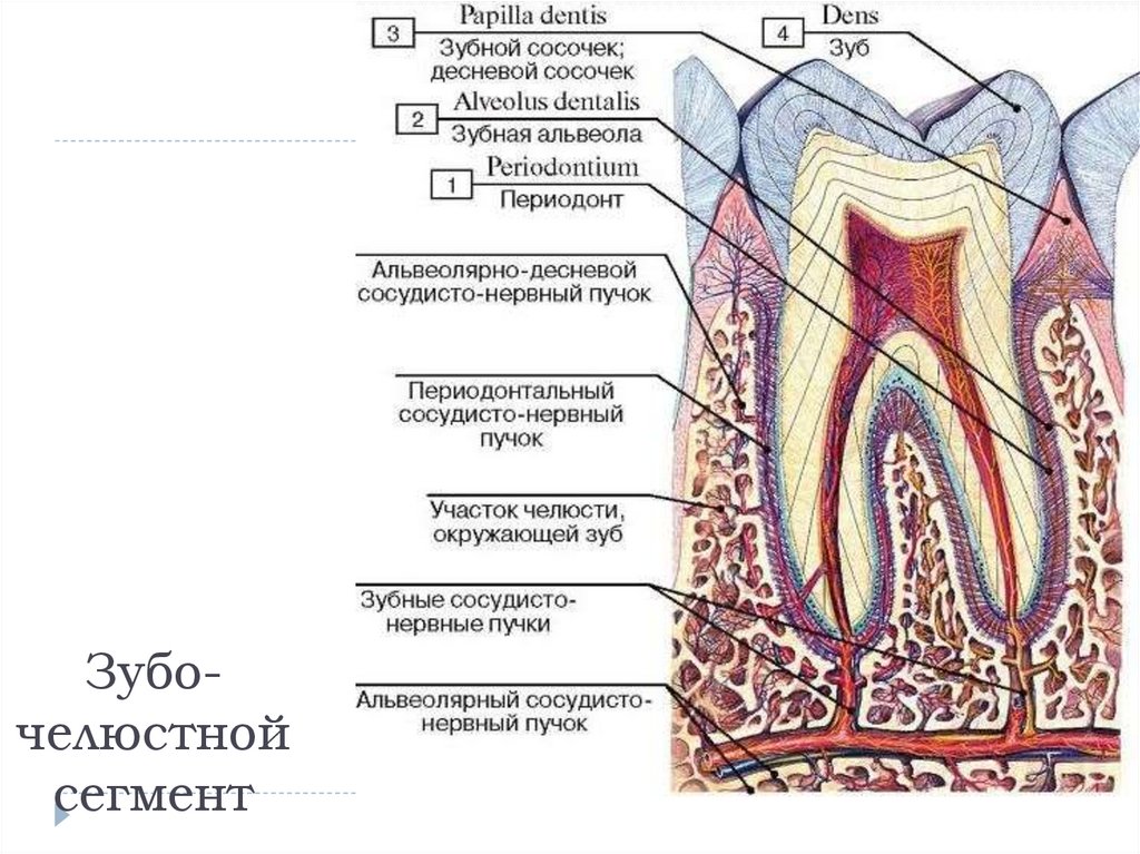 Зубной на латыни. Стенка зубной альвеолы гистология. Магистральный сосудисто нервный пучок зуба. Нервно сосудистый пучок зуба.