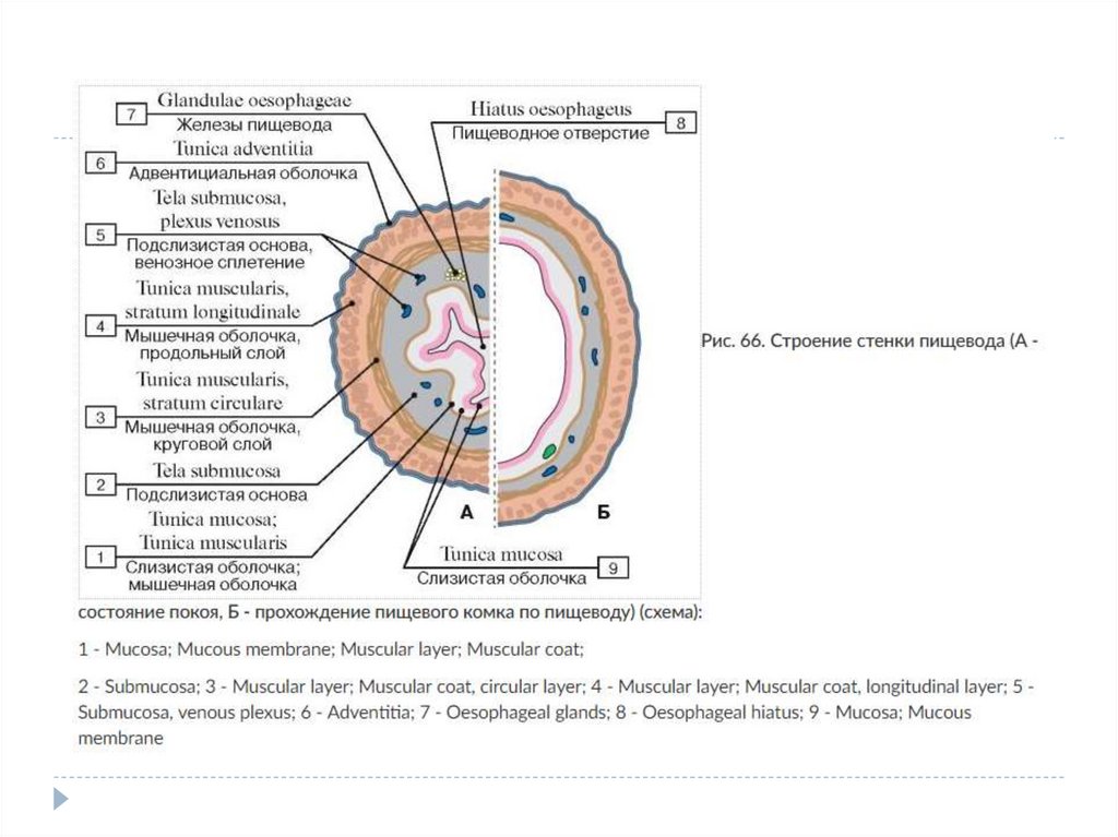Кольцевой слой. Строение стенки пищевода анатомия. Круговой слой стенки пищевода. Стенки полостей тела. Адвентиция и серозная оболочка.