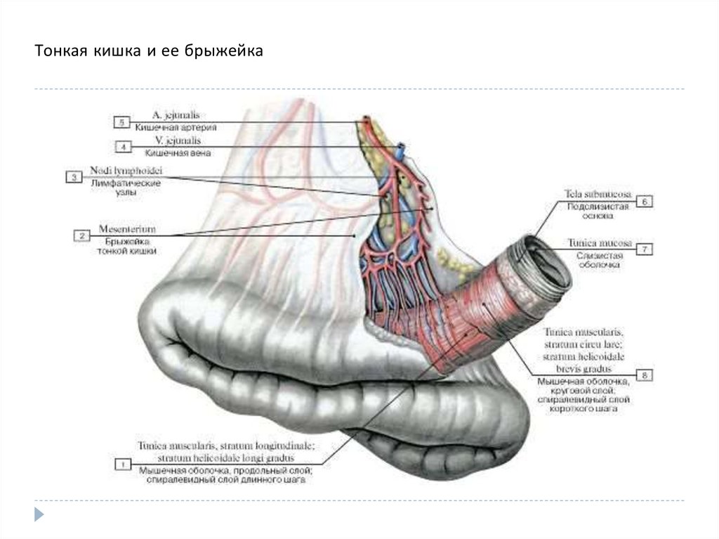 Кишка латынь. Брыжейка тонкой кишки анатомия. Брыжейка тонкого кишечника строение. Брыжеечная часть тонкого кишечника. Брыжейка кишечника анатомия.