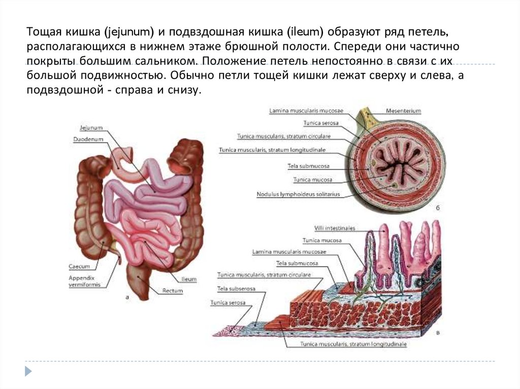 Что находится в стенках