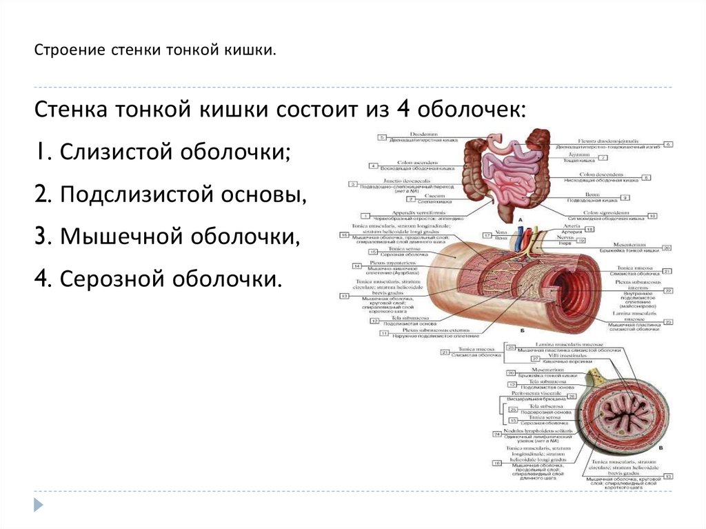 Строение стенки