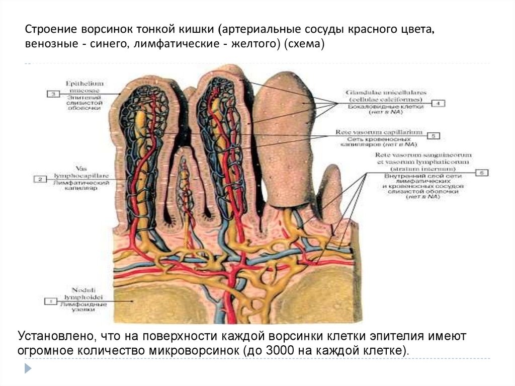 Микроворсинки тонкой кишки рисунок