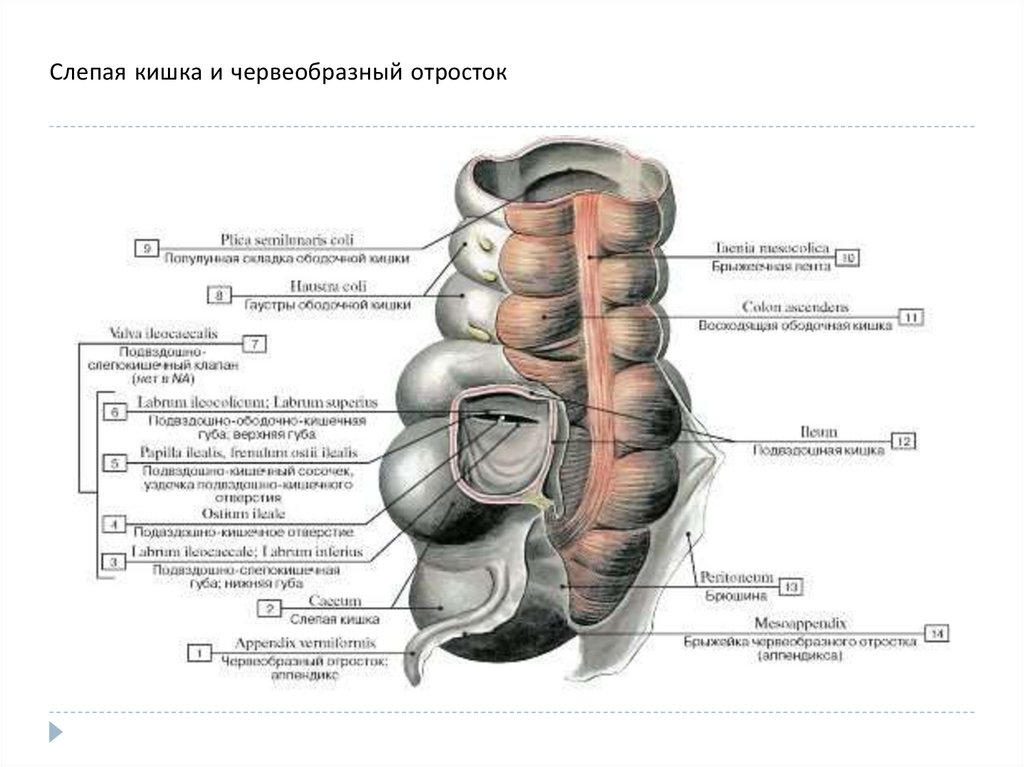 Характеристика слепой кишки