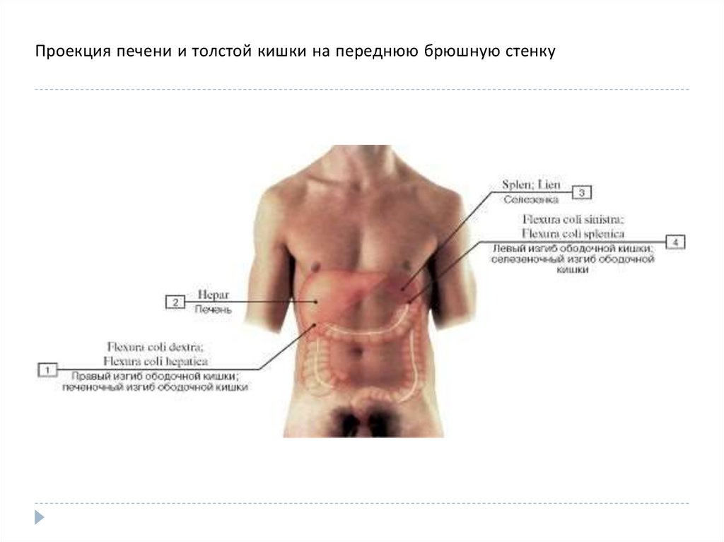 Проекция брюшной стенки