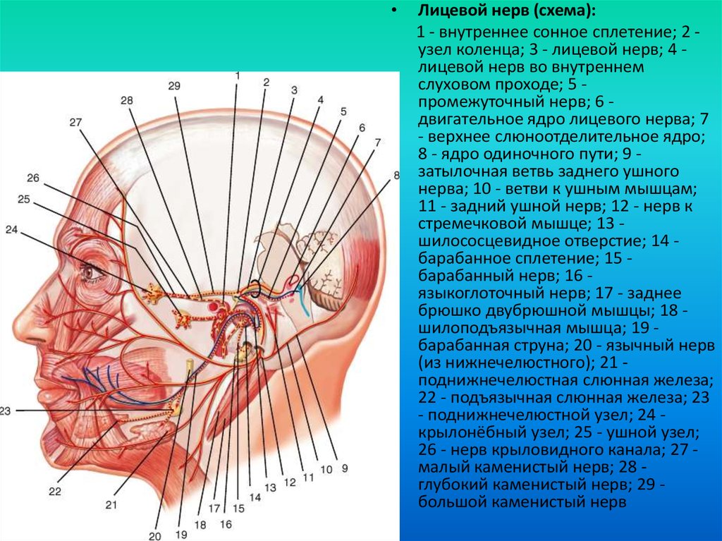 Лицевые нервы человека подробная картинка