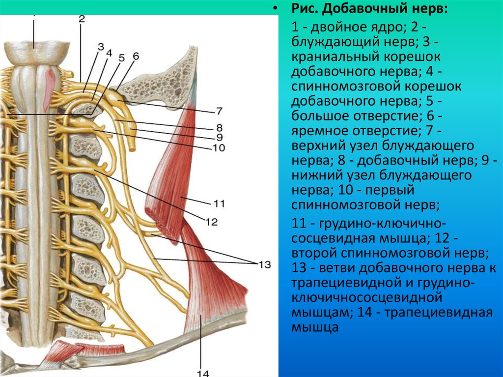 Добавочный нерв неврология презентация