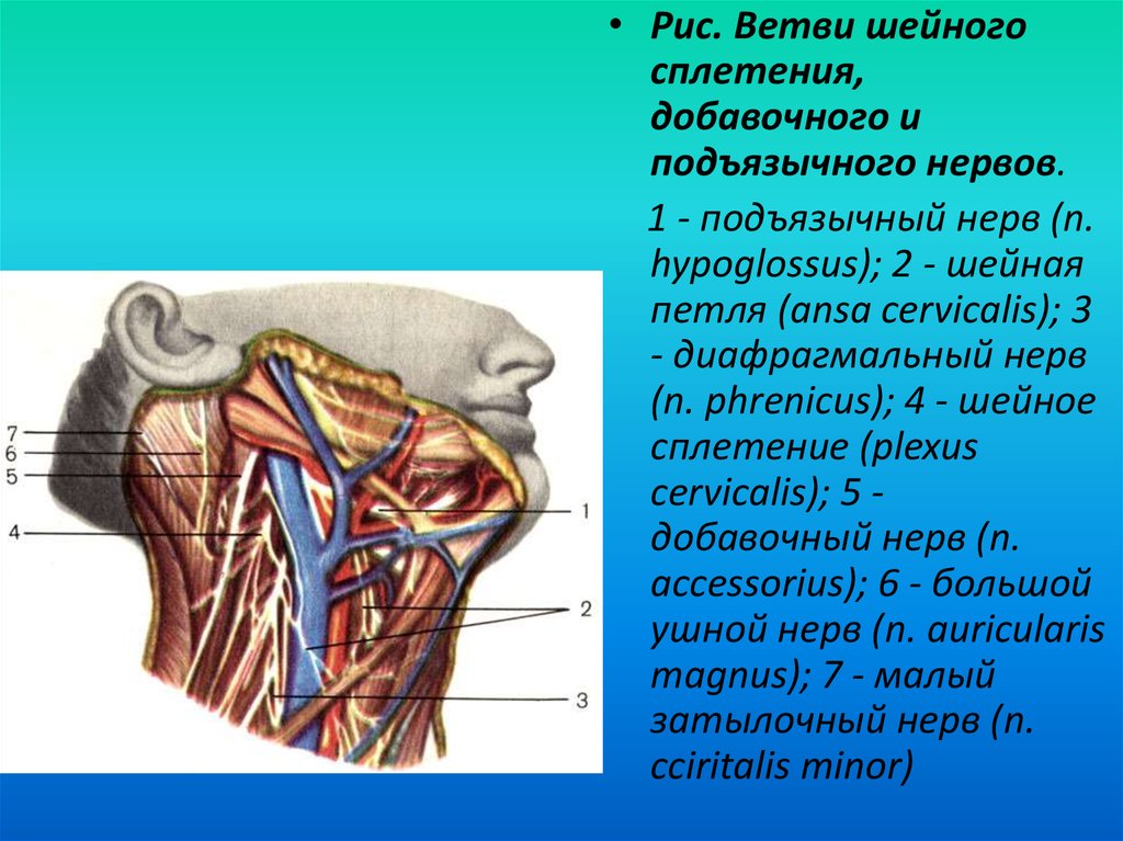 Глубокая шейная петля