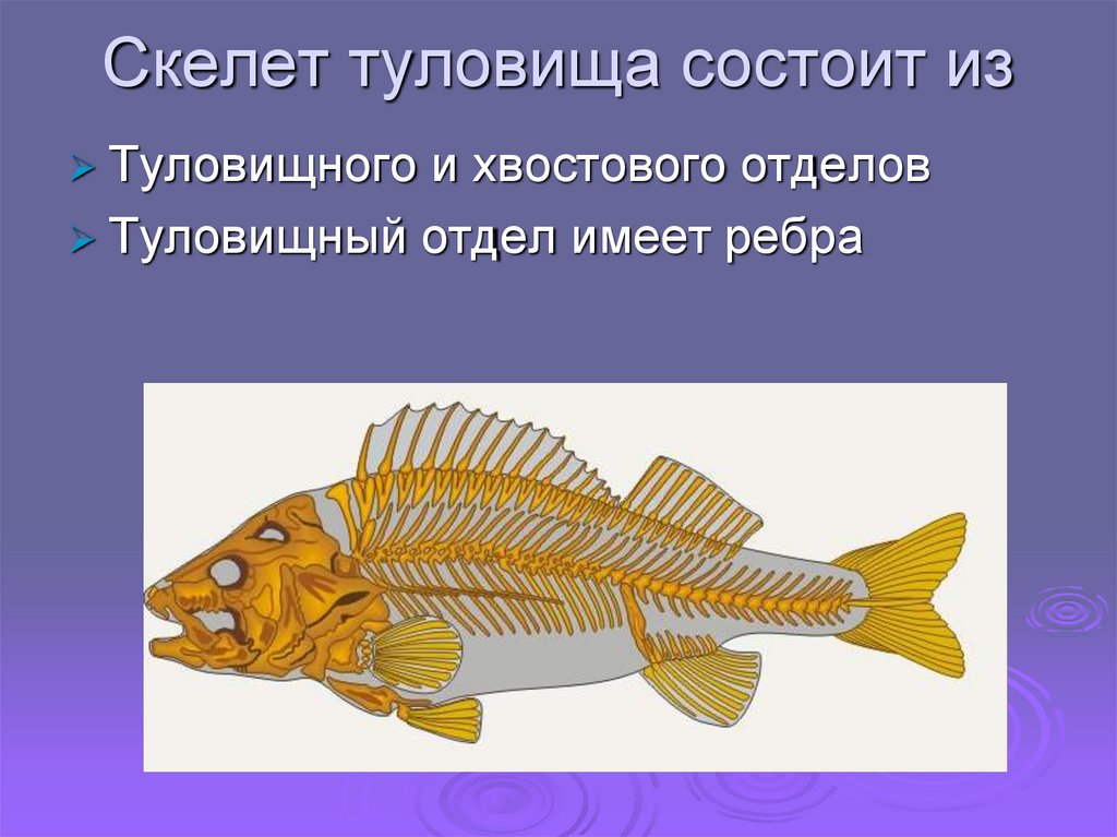 Какие отделы тела имеет рыба. Скелет туловища рыбы. Скелет рыбы состоит из. Скелет рыб состоит из отделов. Туловищный и хвостовой отделы скелета рыб.