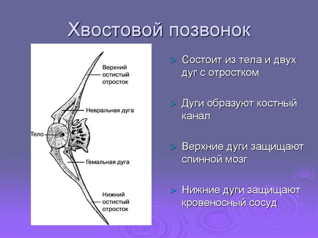 В позвоночнике два отдела туловищный и хвостовой. Хвостовые позвонки строение. Хвостовые позвонки животных анатомия. Строение позвонка рыбы. Хвостовой позвонок анатомия.