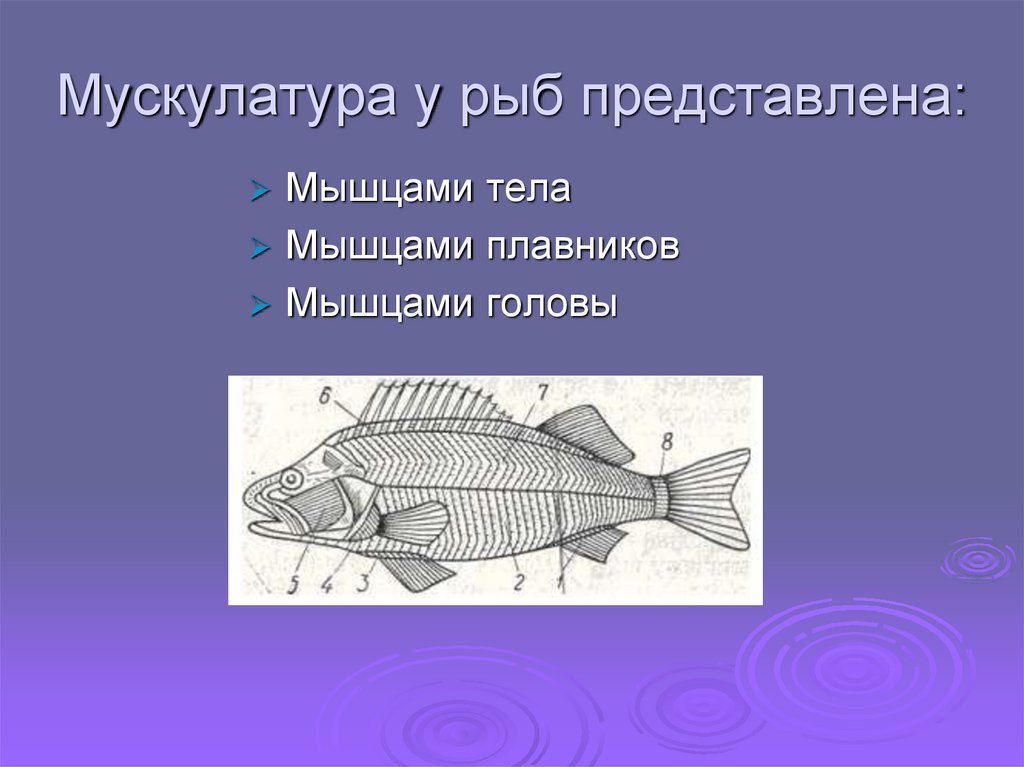 Представили рыб. Мышечная система костных рыб кратко. Мышцы рыбы строение. Мускулатура костистой рыбы. Мускулатура рыб представлена.