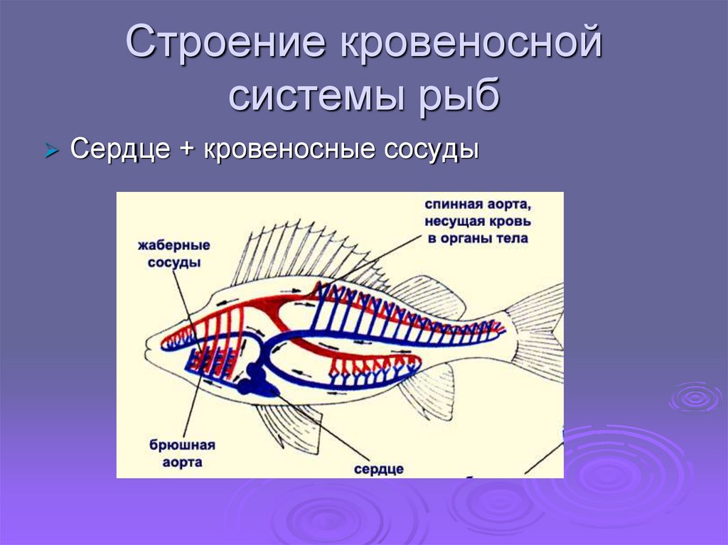 Какие системы органов у рыб. Кровеносная система рыб 7 класс биология. Строение сердца и кровеносной системы рыбы. Строение кровеносной системы рыб. Кровеносная система рыб замкнутая.