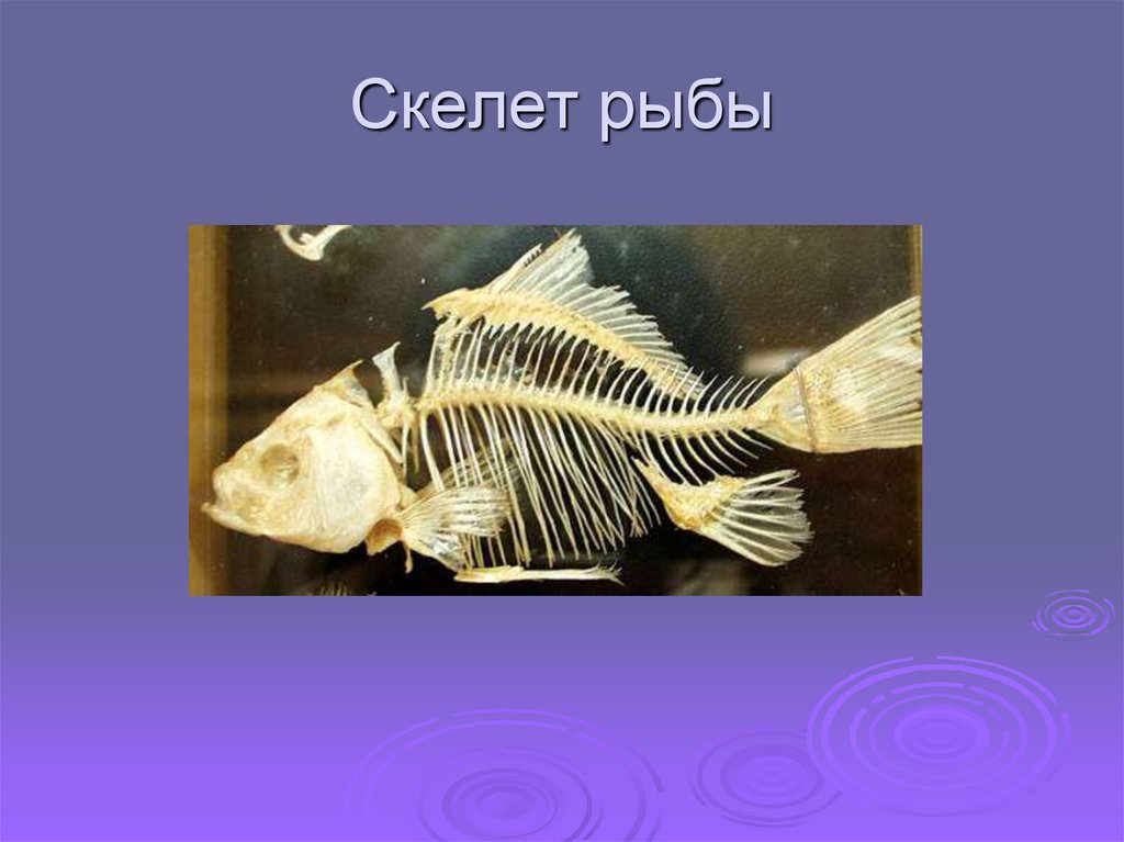 Скелет рыб 7 класс. Скелет рыбы. Скелет от рыбы. Скелет рыбы для презентации. Скелет рыбы 2 класс окружающий мир.