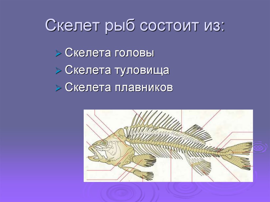 Скелет рыб 7 класс. Скелет рыбы биология 7 класс. Скелет туловища рыбы. Скелет рыбы строение. Скелет рыбы состоит из.