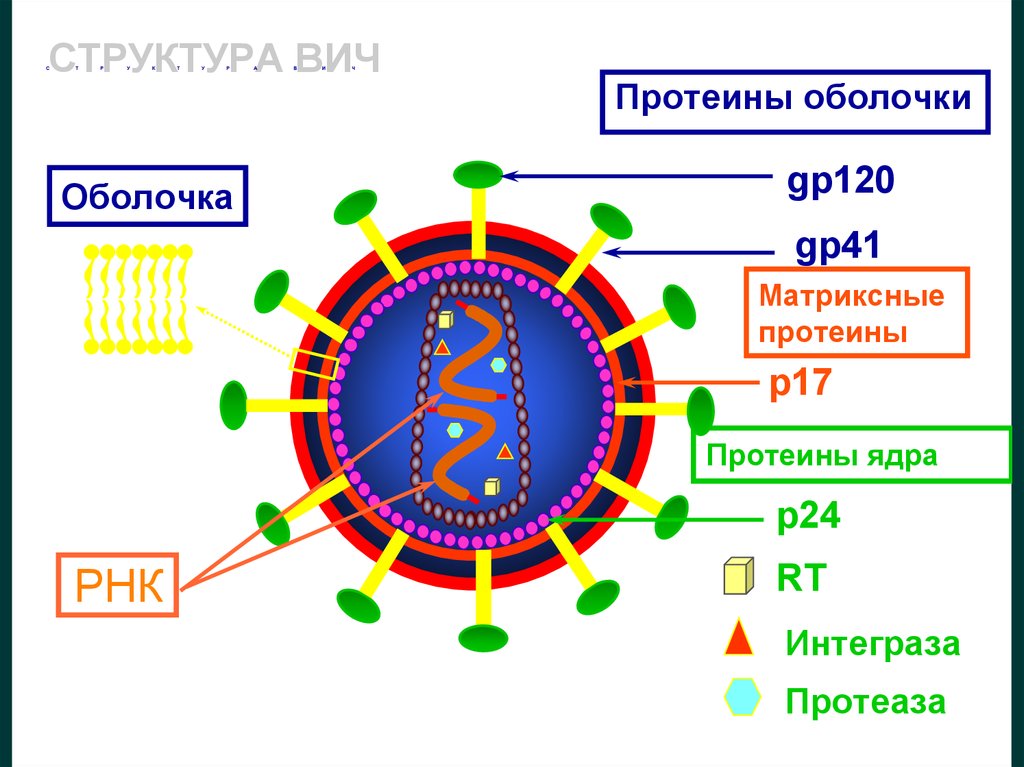 Антигены вируса иммунодефицита человека. ВИЧ структура вириона. Строение вируса ВИЧ И СПИД. Вирус ВИЧ строение микробиология. Схема вируса ВИЧ.