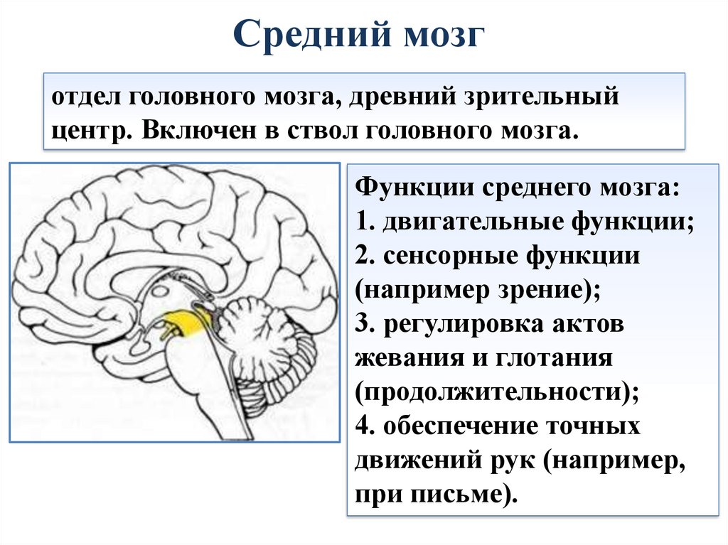 Какие отделы головного мозга выделяют. Средний мозг его отделы и функции. Средний мозг функции. Средний мозг схема. Диаграмма головного мозга.